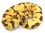 Load image into Gallery viewer, 2022 Male Pastel Enchi Fader Odium Possible Het Pied Ball Python.