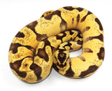 Load image into Gallery viewer, 2022 Male Pastel Enchi Fader Odium Possible Het Pied Ball Python.