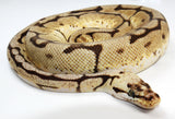 Load image into Gallery viewer, 2022 Female Bumble Bee Double Het Clown Het Genetic Stripe Ball Python - SALE!