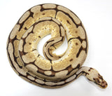 Load image into Gallery viewer, 2022 Female Bumble Bee Double Het Clown Het Genetic Stripe Ball Python - SALE!