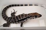Load image into Gallery viewer, 2023 Male Blue 66% Het Albino Argentine Tegu