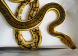 Load image into Gallery viewer, Female Tiger Anthrax Reticulated Python - Very Nice Hold Back