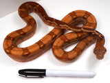 Load image into Gallery viewer, SALE! 2021 (Updated) Male Hypo Burke T+ Fire - GLOWING - Boa Constrictor