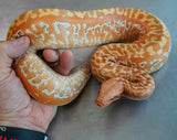 Load image into Gallery viewer, Female TPos Albino Batik Blood Python