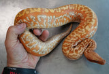 Load image into Gallery viewer, Female TPos Albino Batik Blood Python