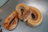 Load image into Gallery viewer, Female Burke TPos Hypo Fire G Stripe Boa Constrictor - STUNNING!