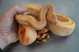 Load image into Gallery viewer, Female Burke TPos Hypo Fire G Stripe Boa Constrictor - STUNNING!