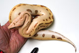 Load image into Gallery viewer, Female Golden Eye Matrix TPositive Albino Blood Python
