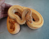 Load image into Gallery viewer, Female Burke TPos Hypo Fire G Stripe Boa Constrictor - STUNNING!