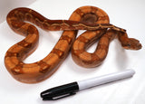 Load image into Gallery viewer, SALE! 2021 (Updated) Male Hypo Burke T+ Fire - GLOWING - Boa Constrictor