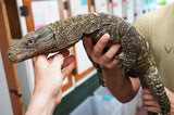 Load image into Gallery viewer, SALE! Display Educational CBB Male Adult Crocodile Monitor - TAME