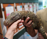 Load image into Gallery viewer, SALE! Display Educational CBB Male Adult Crocodile Monitor - TAME