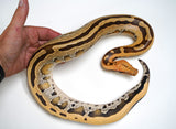 Load image into Gallery viewer, 2021 Female Ultra Bright Borneo Short Tail Python - Well Started!