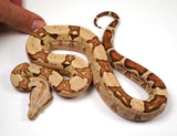 Load image into Gallery viewer, 23 Female VPI Jungle Het Anery Boa Constrictor