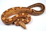 Load image into Gallery viewer, 23&#39; Male VPI Jungle Aztec Het. Anery Boa Constrictor