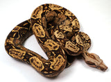 Load image into Gallery viewer, 23&#39; Female VPI TPos Boa Constrictor 66% Poss Het Blood