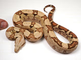 Load image into Gallery viewer, 23 Female VPI Jungle Het Anery Boa Constrictor