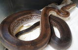 Load image into Gallery viewer, CALICO Male Fire Motley Het Anerythristic Possible Het Kahl Albino Boa Constrictor.
