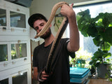 Load image into Gallery viewer, Well Established Imported Young Adult Pair of Gonyosoma Jansenii Black Tailed Rat Snake.