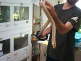 Load image into Gallery viewer, Well Established Imported Young Adult Pair of Gonyosoma Jansenii Black Tailed Rat Snake.