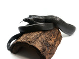 Load image into Gallery viewer, SALE! Well Established Imported Young Adult Pair of Gonyosoma Melanistic Black Rat Snake
