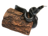 Load image into Gallery viewer, SALE! Well Established Imported Young Adult Pair of Gonyosoma Melanistic Black Rat Snake