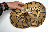 Load image into Gallery viewer, XLG Breeder Female Pastel Jungle Woma Ball Python