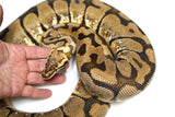 Load image into Gallery viewer, XLG Breeder Female Pastel Jungle Woma Ball Python