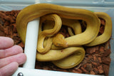 Load image into Gallery viewer, Male Yellow Patternless Amazong Tree Boa- Established Import