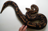 Load image into Gallery viewer, Breeder Female Yellow Belly Poss Het Candy Albino Ball Python