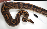 Load image into Gallery viewer, Breeder Female Yellow Belly Poss Het Candy Albino Ball Python
