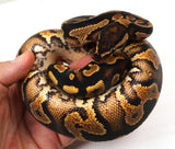 Load image into Gallery viewer, 23&#39; Male  YB/Gravel Fader From Angel Dust Ball Python