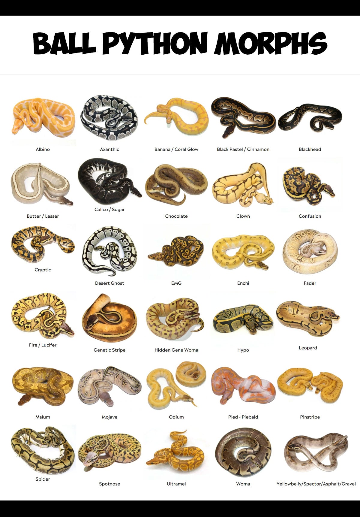 Ball Python Morphs Morph List World Of Ball Pythons