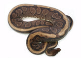 Load image into Gallery viewer, Adult Female GHI Yellow Belly Hidden Gene Woma + Ball Python