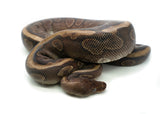 Load image into Gallery viewer, Adult Female GHI Yellow Belly Hidden Gene Woma + Ball Python