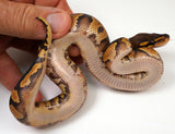 Load image into Gallery viewer, 24&#39; Female Black Head Lucifer Coffee Yellow Belly Ball Python - Checkout Adult Breeding