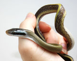 Load image into Gallery viewer, Female 2023 CBB Cave Dwelling Rat Snake