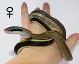 Load image into Gallery viewer, 2022 CBB Cave Dwelling Rat Snake breeding pair