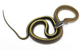 Load image into Gallery viewer, 2022 CBB Cave Dwelling Rat Snake breeding pair