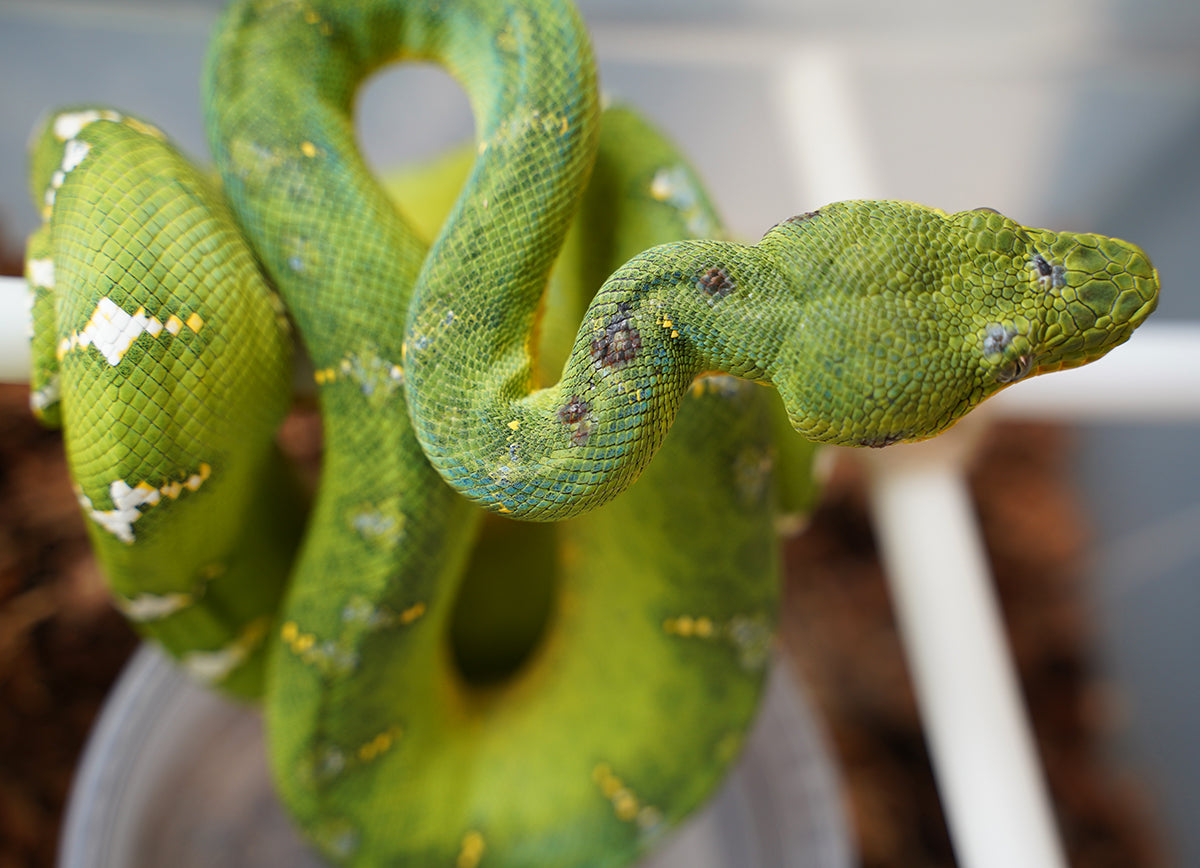 Established Surinam Emerald Tree Boa Established Imported  