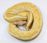 Load image into Gallery viewer, 2021 Female Coral Glow Enchi Spotnose Microscale From Odium Ball Python