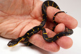 Load image into Gallery viewer, 24&#39; Male Het TNEG Albino Mangrove Snake - Boiga Melanota from Crowley