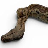 Load image into Gallery viewer, PET ONLY 66% Het Pied 50% Het T- Blood Python