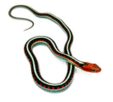 Load image into Gallery viewer, California Red-sided Gartersnake - Thamnophis sirtalis infernalis