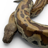 Load image into Gallery viewer, 66% Het Pied 50% Het T- Blood Python