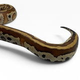 Load image into Gallery viewer, 66% Het Pied 50% Het T- Blood Python