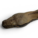 Load image into Gallery viewer, 66% Het Pied 50% Het T- Blood Python
