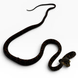 Load image into Gallery viewer, Halloween Amazon Tree Boa