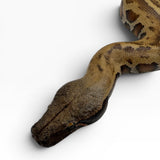 Load image into Gallery viewer, 66% Het Pied 50% Het T- Blood Python