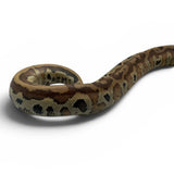 Load image into Gallery viewer, PET ONLY 66% Het Pied 50% Het T- Blood Python